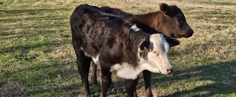 Two calves standing together in a pasture