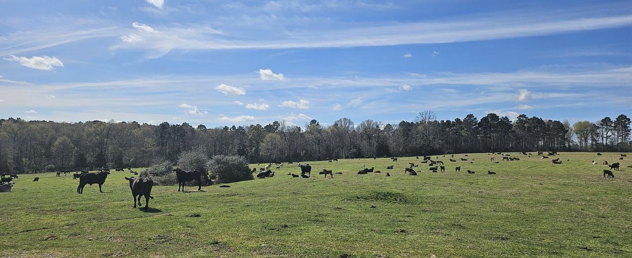 Cattle grazing across an open pasture at Twisted Pine